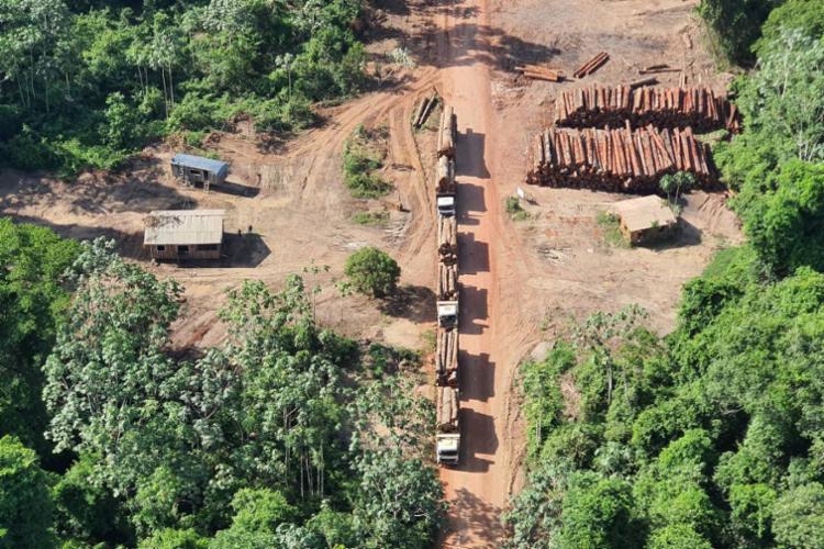 Imagem da notícia Polícia Federal faz maior apreensão de madeira ilegal da história
