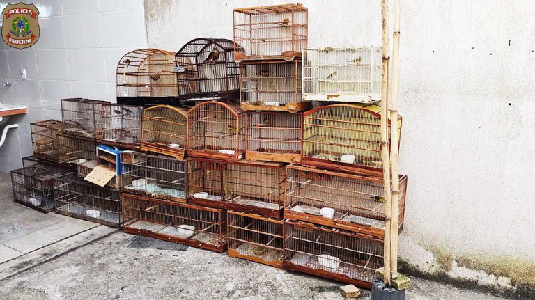 Imagem da notícia PF combate comércio ilegal de pássaros silvestres no sudeste do Brasil