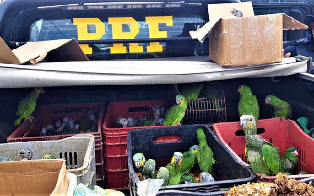 Imagem da notícia Operação policial resgata mais de 450 aves em situação de maus-tratos no Sul da Bahia