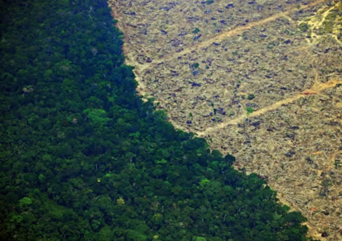 Imagem da notícia Brasil lidera perda de florestas tropicais no mundo segundo índice do WRI