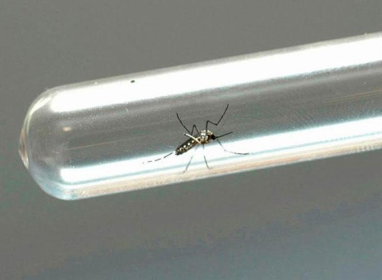 Imagem da notícia Inverno acende alerta para aumento de doenças transmitidas pelo Aedes aegypti