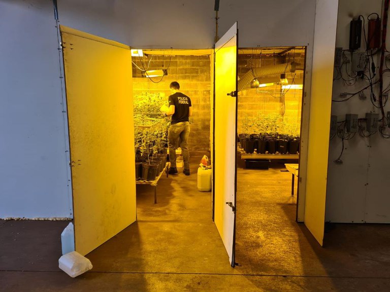 Imagem da notícia PF fecha estufa clandestina utilizada para cultivo de maconha