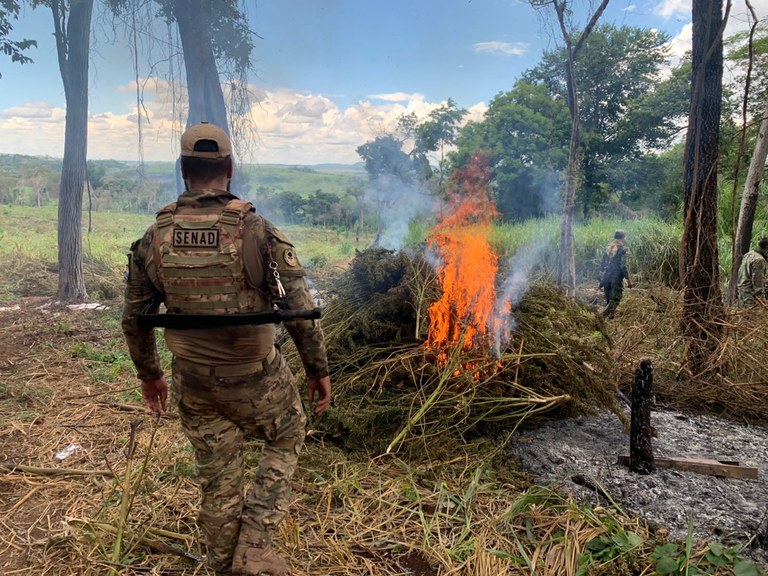 Imagem da notícia 748 toneladas de maconha são destruídas na 30ª fase da Operação Nova Aliança no Paraguai