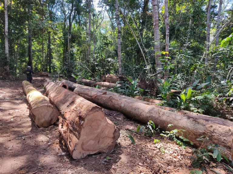Imagem da notícia PF deflagra operação contra desmatamento e garimpo ilegal em terras indígenas no estado de Rondônia